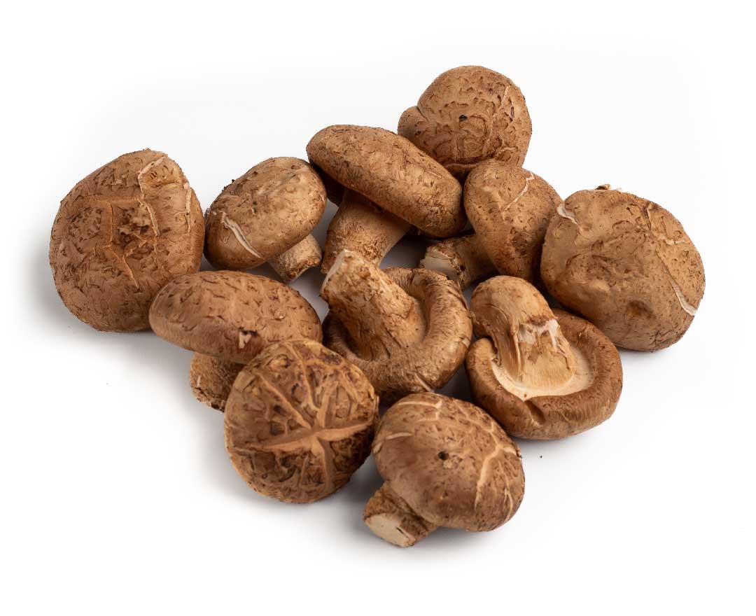 Mushroom Shiitake Mushroom Shiitake