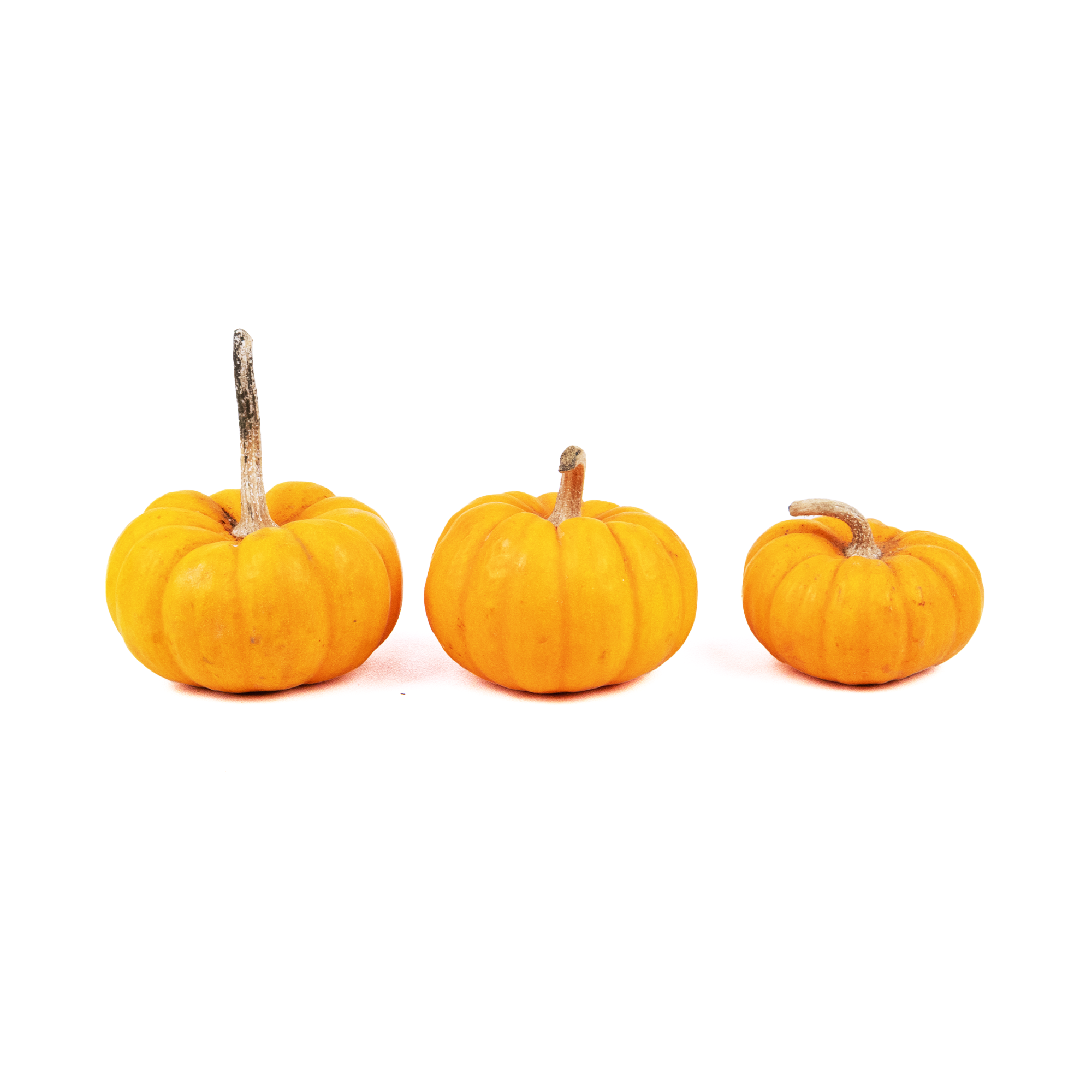 Assorted Gourds Assorted Gourds