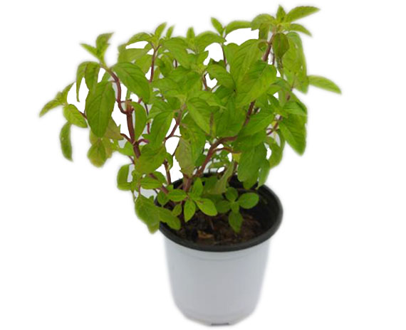 Potted Choco Mint - Dizon Farms Delivers